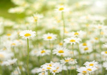 Fototapeta na wymiar Chamomile in a field of gentle shades. Romashka on a background of pastel colors. Soft selective focus.