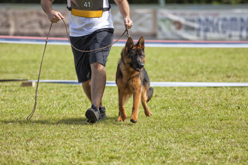 Corriendo con un pastor alemán