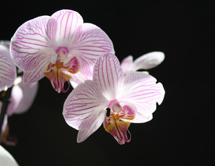 Fototapeta na wymiar Rosa Orchidee