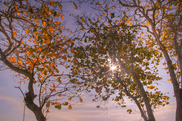 The beautiful sunlight and colorful trees.