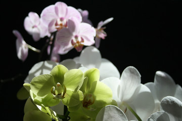 Bunte Orchideen