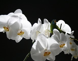 Fototapeta na wymiar Glanzsittich sitzt auf weißer Orchidee
