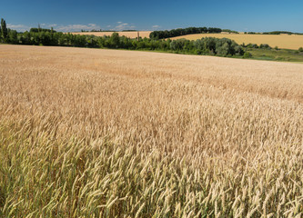 Ripening wheat in the fields.