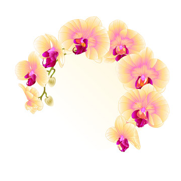 Frame Beautiful  Orchid Yellow stem with flowers and  buds closeup isolated vintage  vector editable illustration hand draw