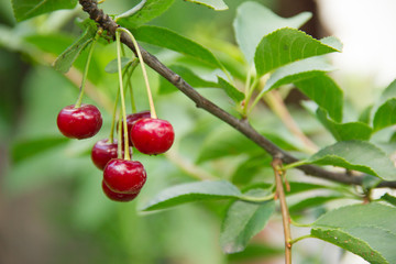 Red, cherry on a branch. Summer vitamins