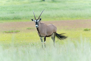 Oryx Antilope im Auob Tal in der Regenzeit, Kgalagadi-Transfrontier-Nationalpark, Südafrika