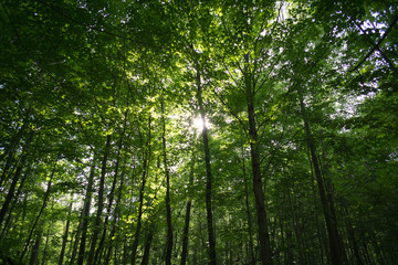 Forest Canopy