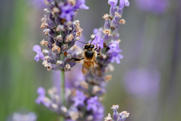 abeille