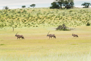 drei Oryx Antilopen ziehen durch das Auob Tal, Kgalagadi-Transfrontier-Nationalpark, Südafrika