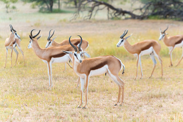 eine Herde von Springböcken, Antidorcas, im Kgalagadi-Transfrontier-Nationalpark, Auob Tal, Südafrika