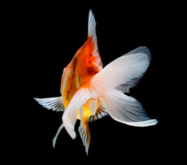 Goldfish isolated on black background