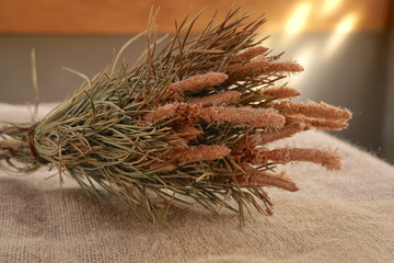 Pine branches with buds on the table