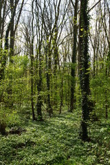 Fototapeta premium Forêt du Parc du Héron