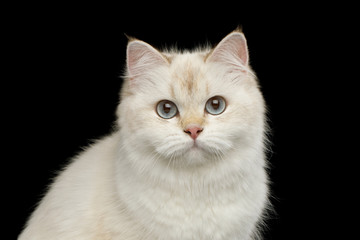 Portrait of British Cat White color-point with adorable blue eyes on Isolated Black Background, front view