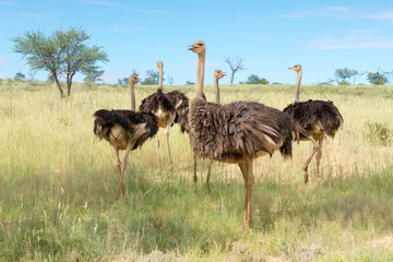  een groep struisvogels, struthio camelus, in het Kgalagadi Transfrontier National Park, Zuid-Afrika © Manok