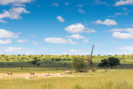 eine Herde von Oryx Antilopen im Auob Tal, unber&uuml;hrte Natur im Kgalagadi-Transfrontier-Nationalpark, S&uuml;dafrika