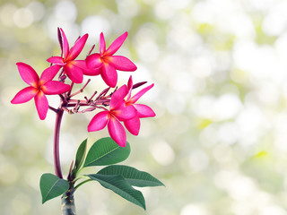 Fototapeta na wymiar purple frangipani flower with blurred sunlight bokeh shining through leaf