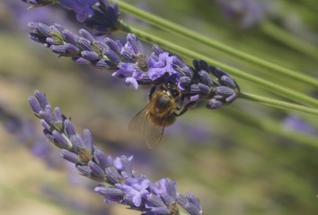 Abeille sur brin de lavande - Plateau de Valensole
