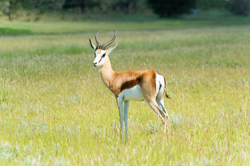 Springbock, Antidorcas, im Kgalagadi-Transfrontier-Nationalpark, Südafrika