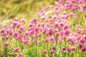 Chives is the common name of Allium schoenoprasum here in a big group during summer