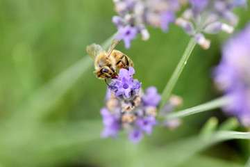 abeille