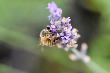 abeille