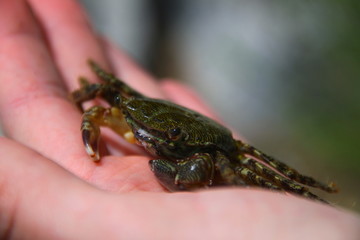 Krabbe