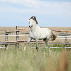 Obraz premium Amazing pony moving on pasturage