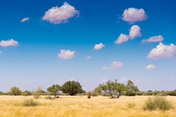 Landschaft in der Kalahari bei Stampriet und Mariental in der Region Hardap, Namibia