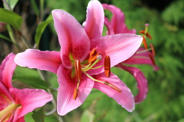 Fototapeta na wymiar Close-up view of pink lilies in the garden on sunny day