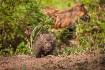 Red Fox Kit (Vulpes vulpes) With Vixen in Background