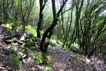 Fototapeta premium Chemin de randonnée Corse