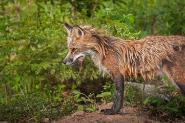 Red Fox Vixen (Vulpes vulpes) Stands With Meat