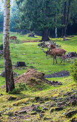 The deer animal in the park in carpathian mountains