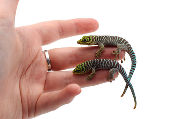 Standings day gecko sits on hands isolated on white background