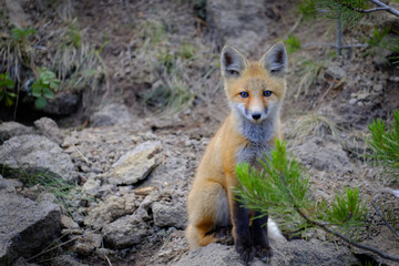 Wild Fox Near Den in Wilderness Animals