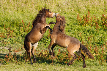 Exmoor Ponys