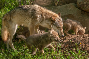 Naklejka na ściany i meble Grey Wolf (Canis lupus) Mother and Pups