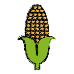 corn vegetable icon