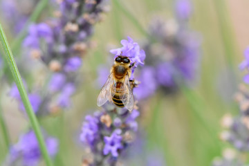 abeille