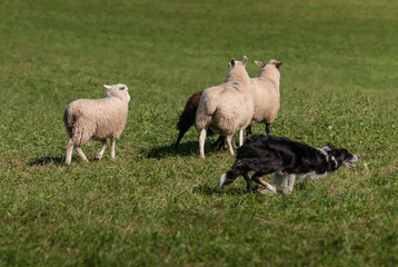 Obraz na płótnie Canvas Stock Dog Cuts Right Around Group of Sheep (Ovis aries)