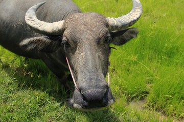 Buffalo is a four-foot animal that feeds on long, spiky, and spiked cats. Grass is a food to live...