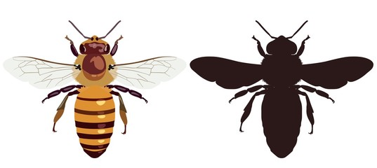 Color image of the bee and its dark silhouette. Vector illustration.