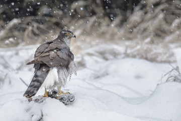 Wild goshawk scavenging from a wild boar