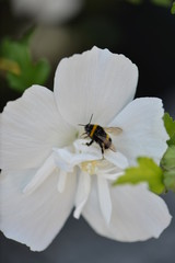 Ape sul fiore