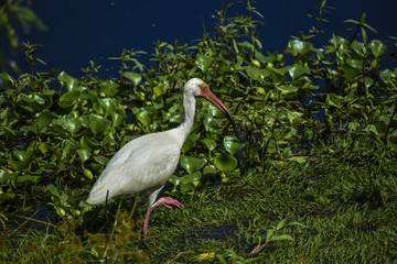 walking in the water