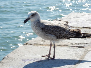 mouette lisbonne