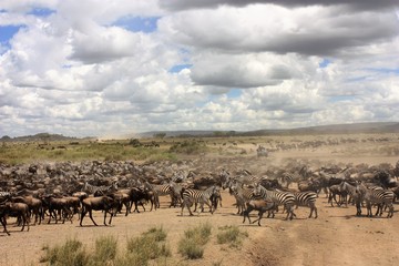 Fototapeta na wymiar Migration des zebres