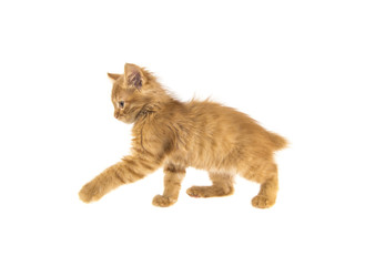 bobtail red cat ginger on white background