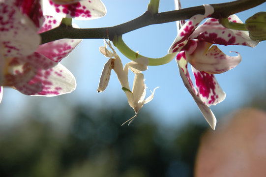 Mante orchid&eacute;e profil sur fleur